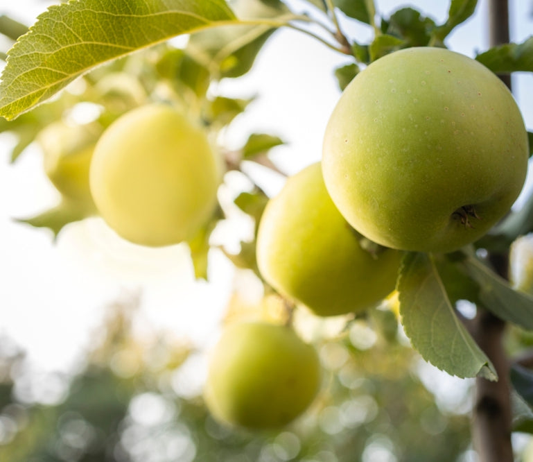 APPLE FRUIT