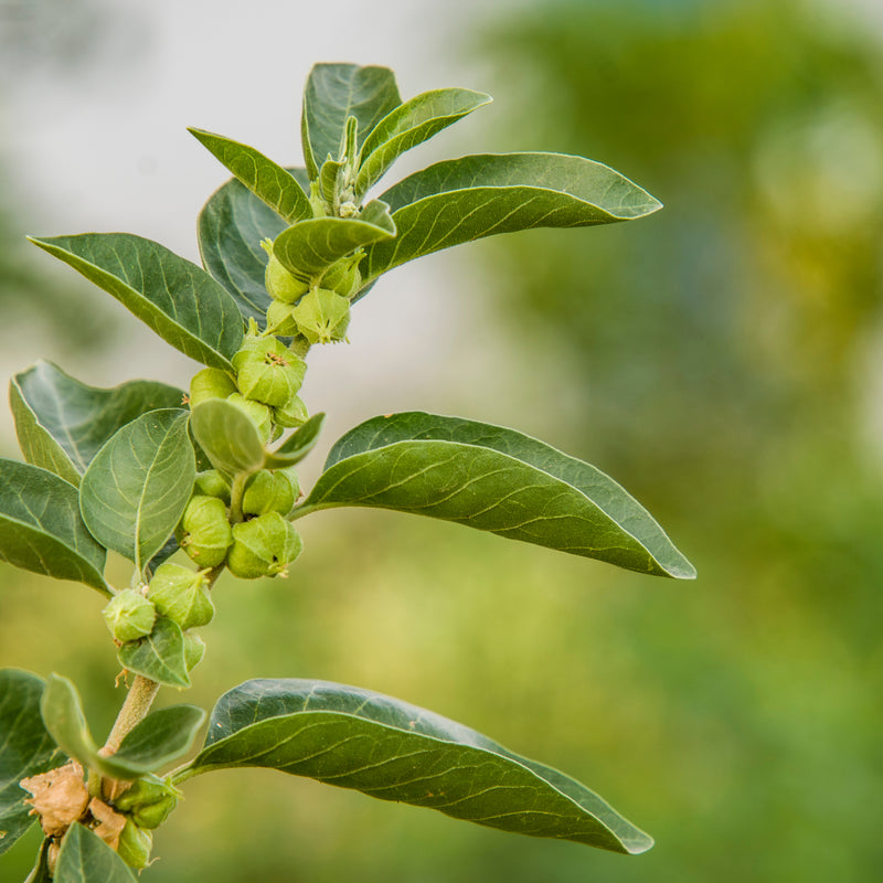 ASHWAGANDHA