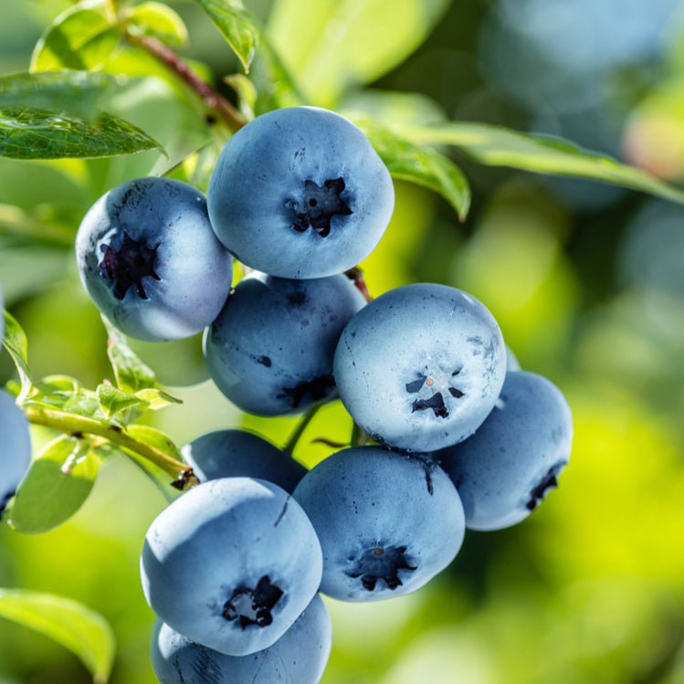 BLUEBERRY