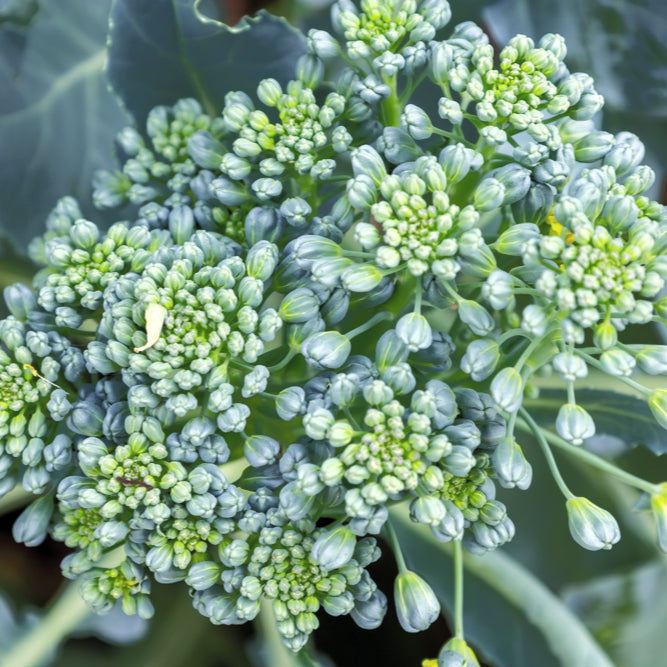 BROCCOLI