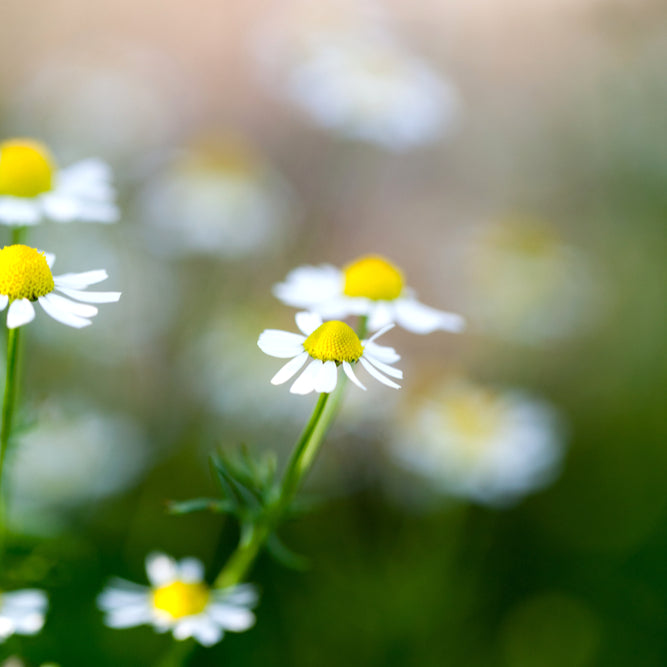 CHAMOMILE