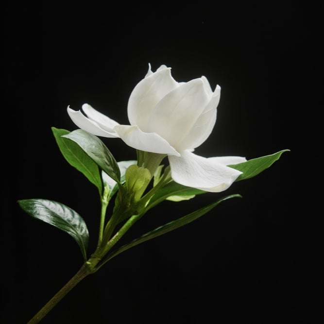 GARDENIA