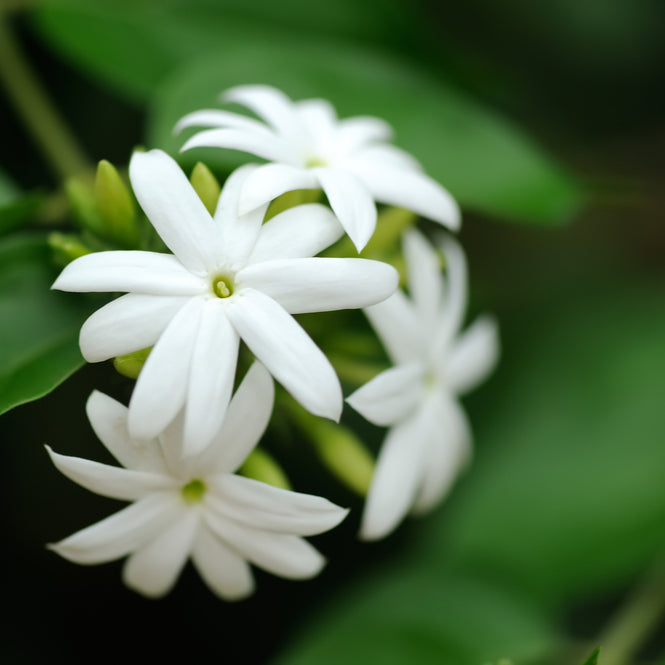 JASMINE