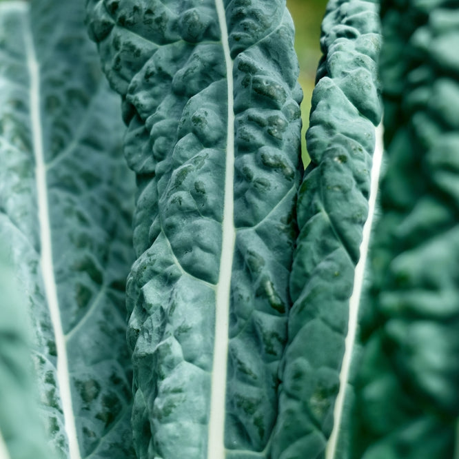 KALE