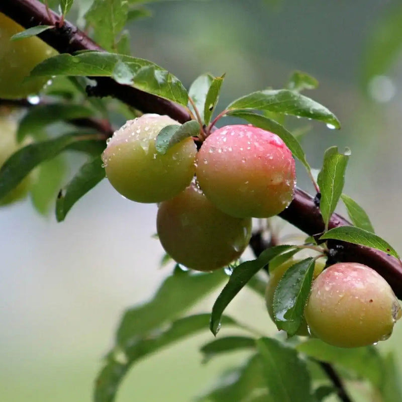 KAKADU PLUM