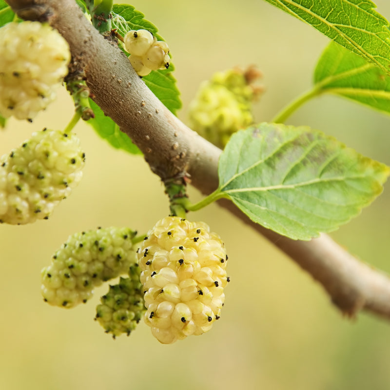 MULBERRY