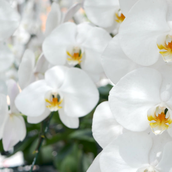 ORCHID