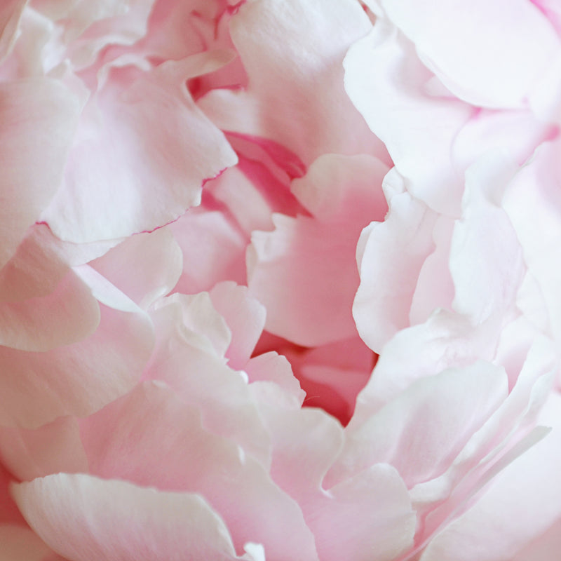 PEONY