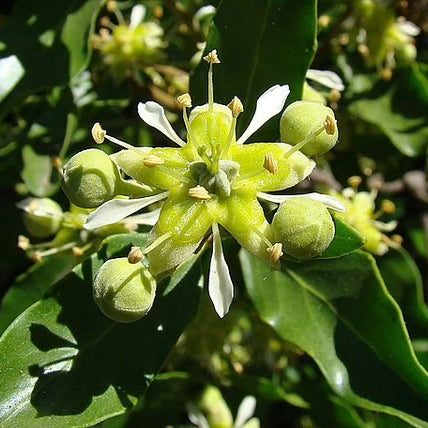 Quillaja Saponaria