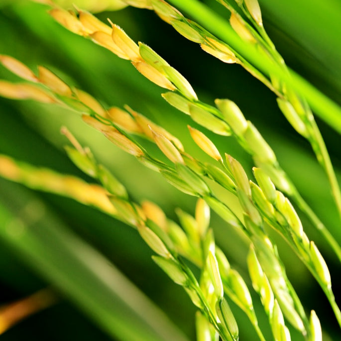 Rice Amino Acids