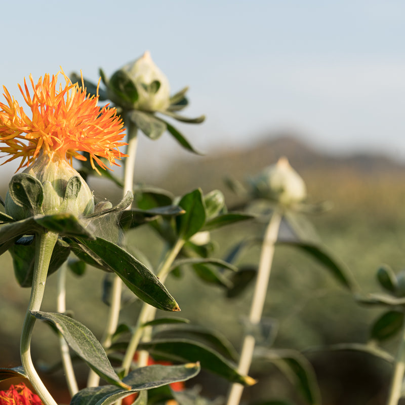 SAFFLOWER