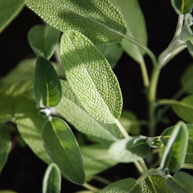 SAGE LEAF