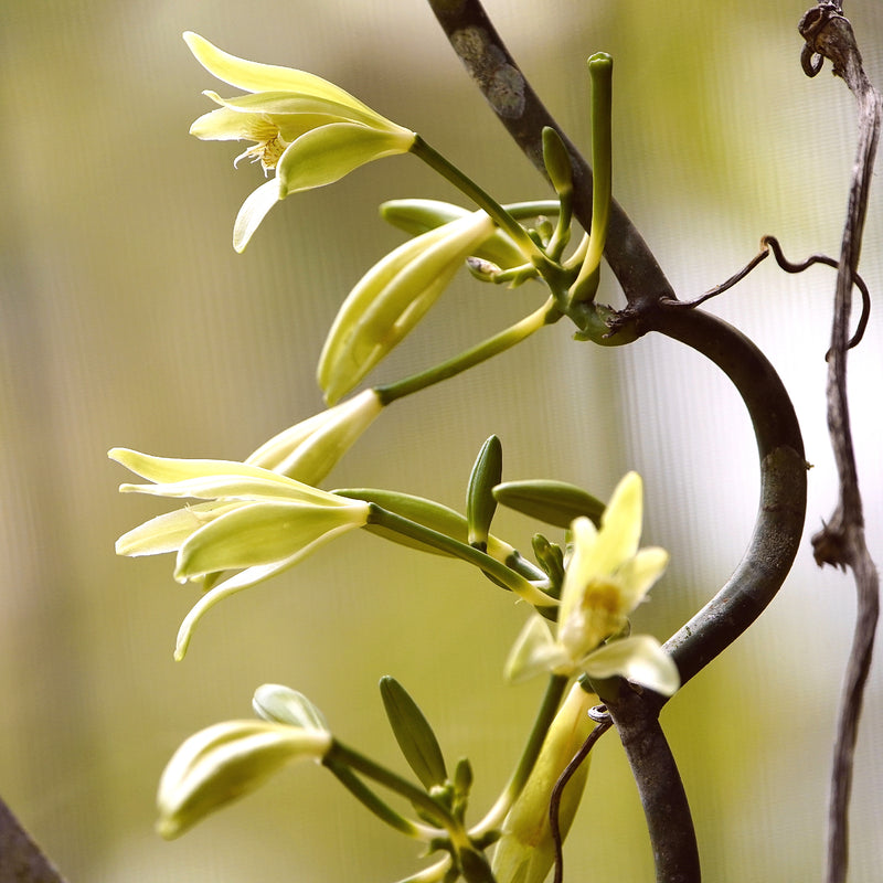 VANILLA