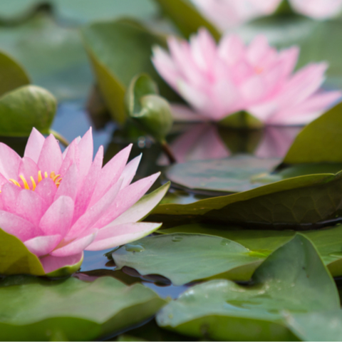 WATER LILLY