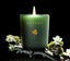 CANOPY First Light candle with fresh freesia and lily, inspired by morning light.