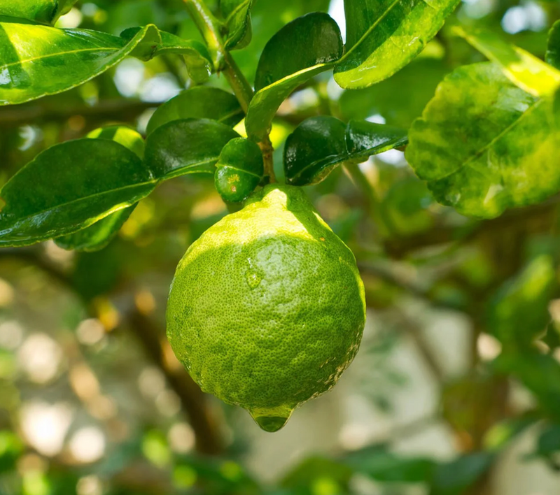 Bergamot
