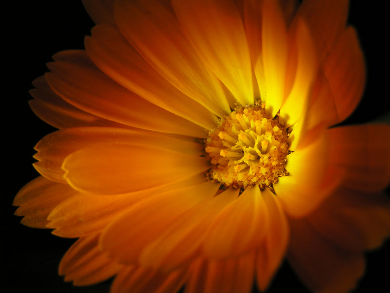 CALENDULA