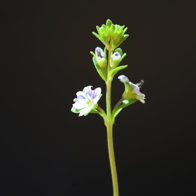 EYEBRIGHT