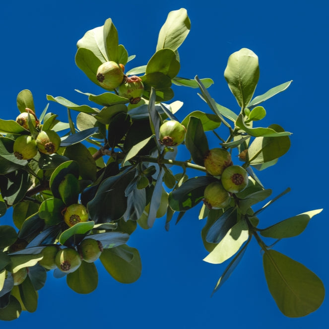 KUKUI NUT OIL