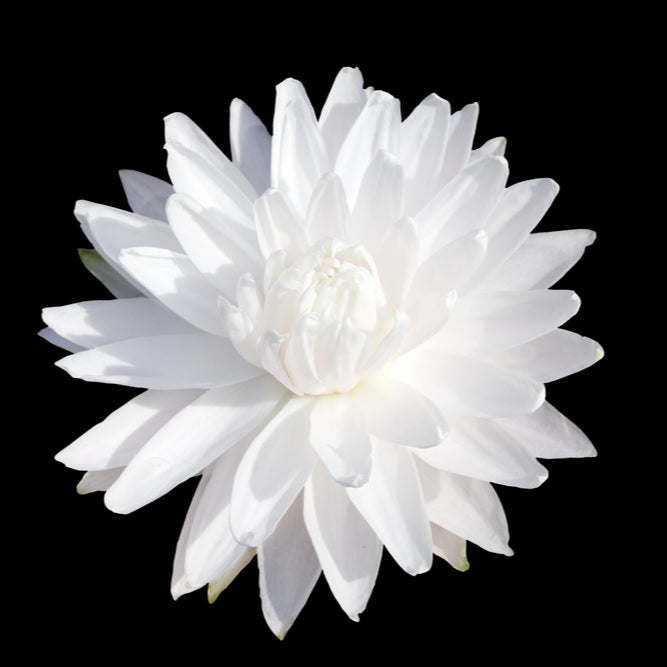 LILY