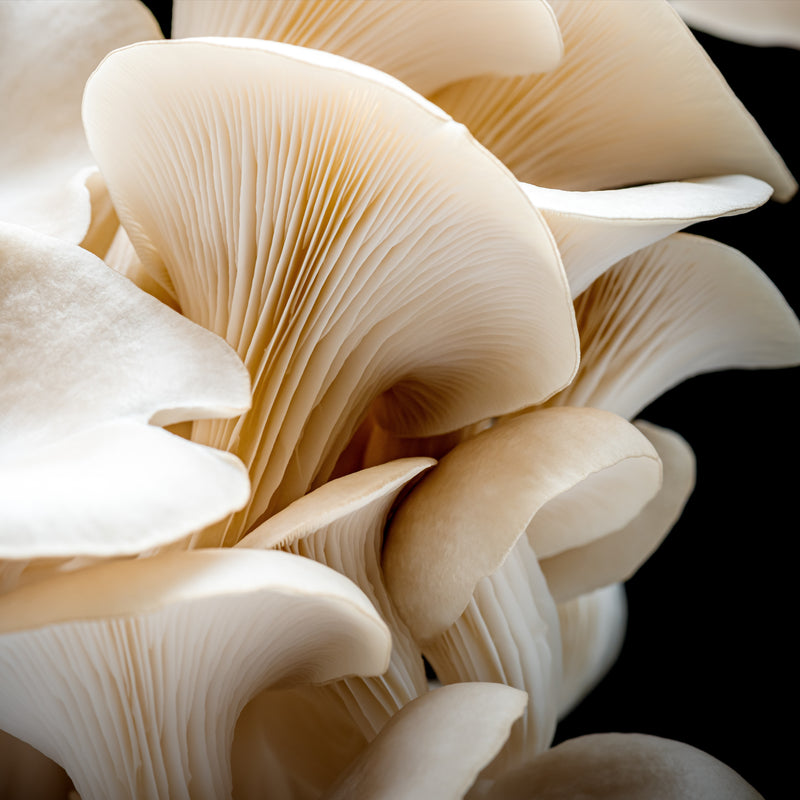 MUSHROOM EXTRACT