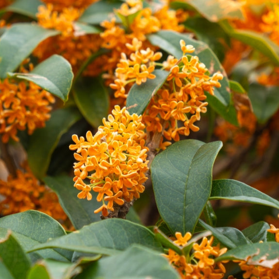 ORANGE FLOWER