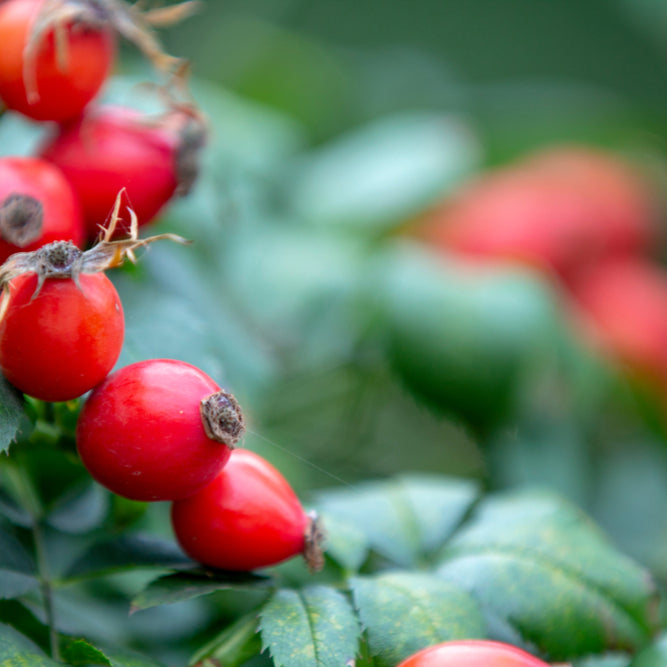 ROSEHIP OIL