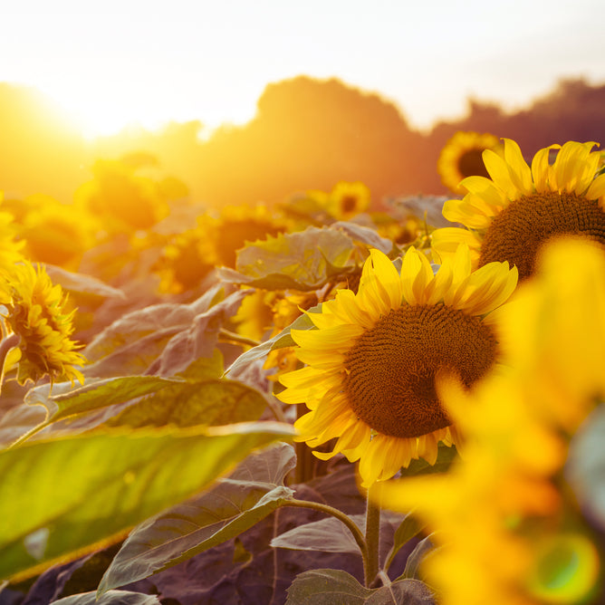 SUNFLOWER SEED