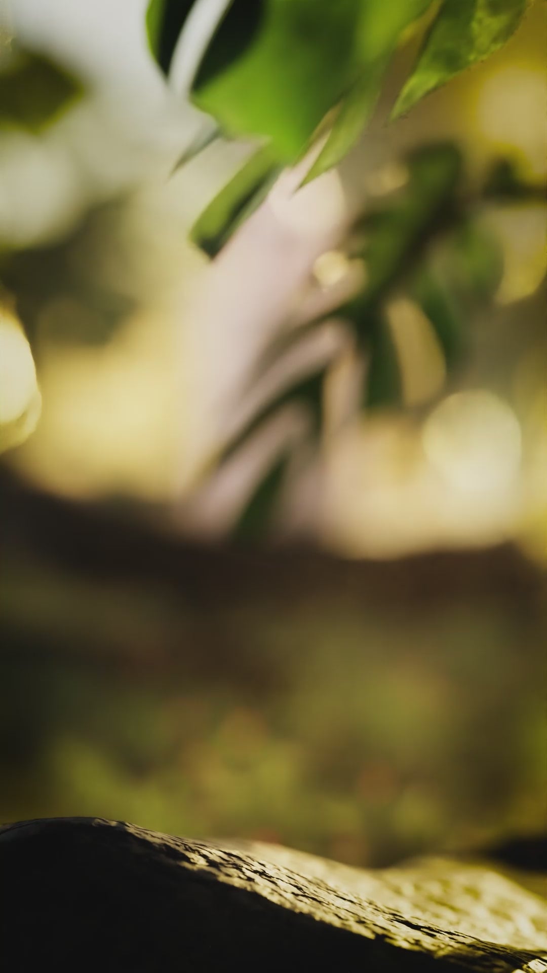 CLOUD FOREST Botanical essence drops