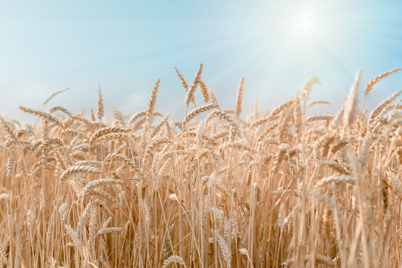 OAT EXTRACT