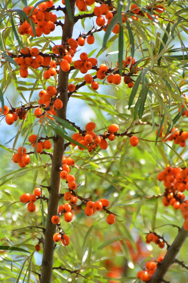 Sea Buckthorn 